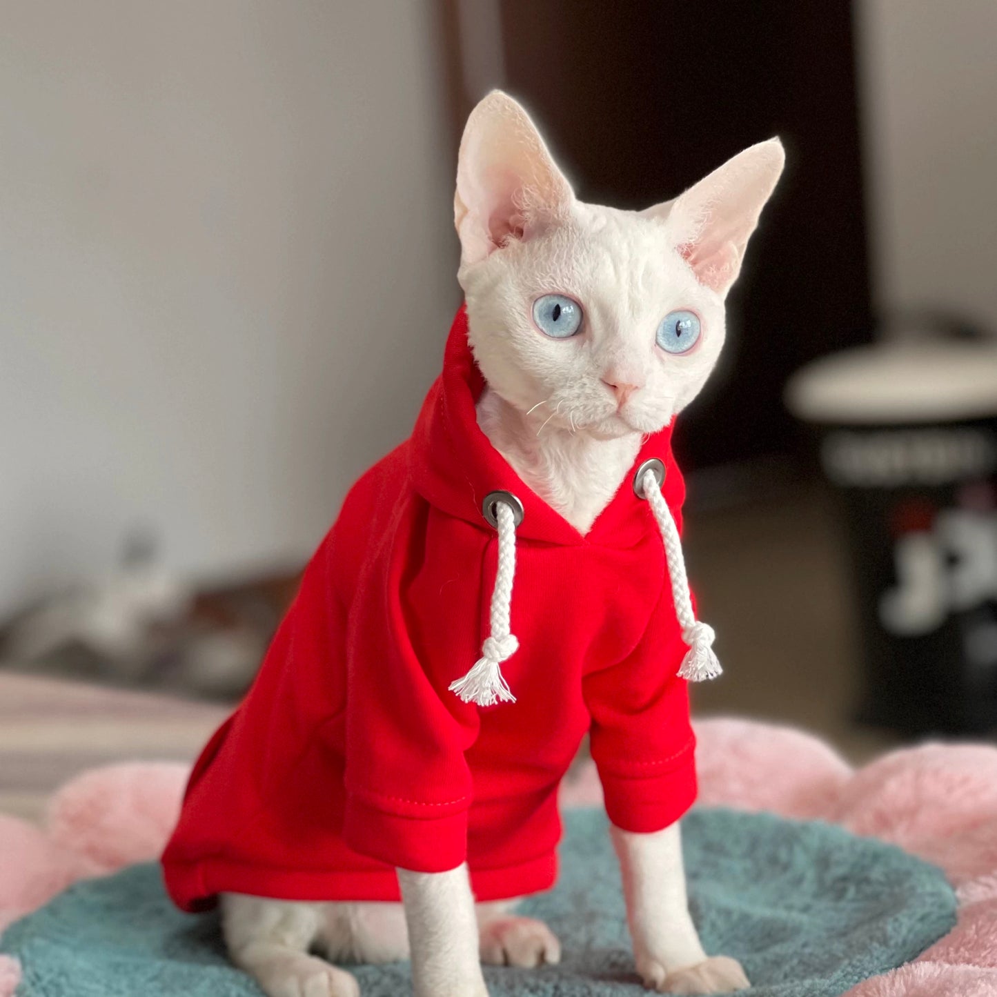 New Year Sphynx Hairless Cats Hoodie, Winter Warm Jumper for Bambino Devon Rex Sphynx Cat