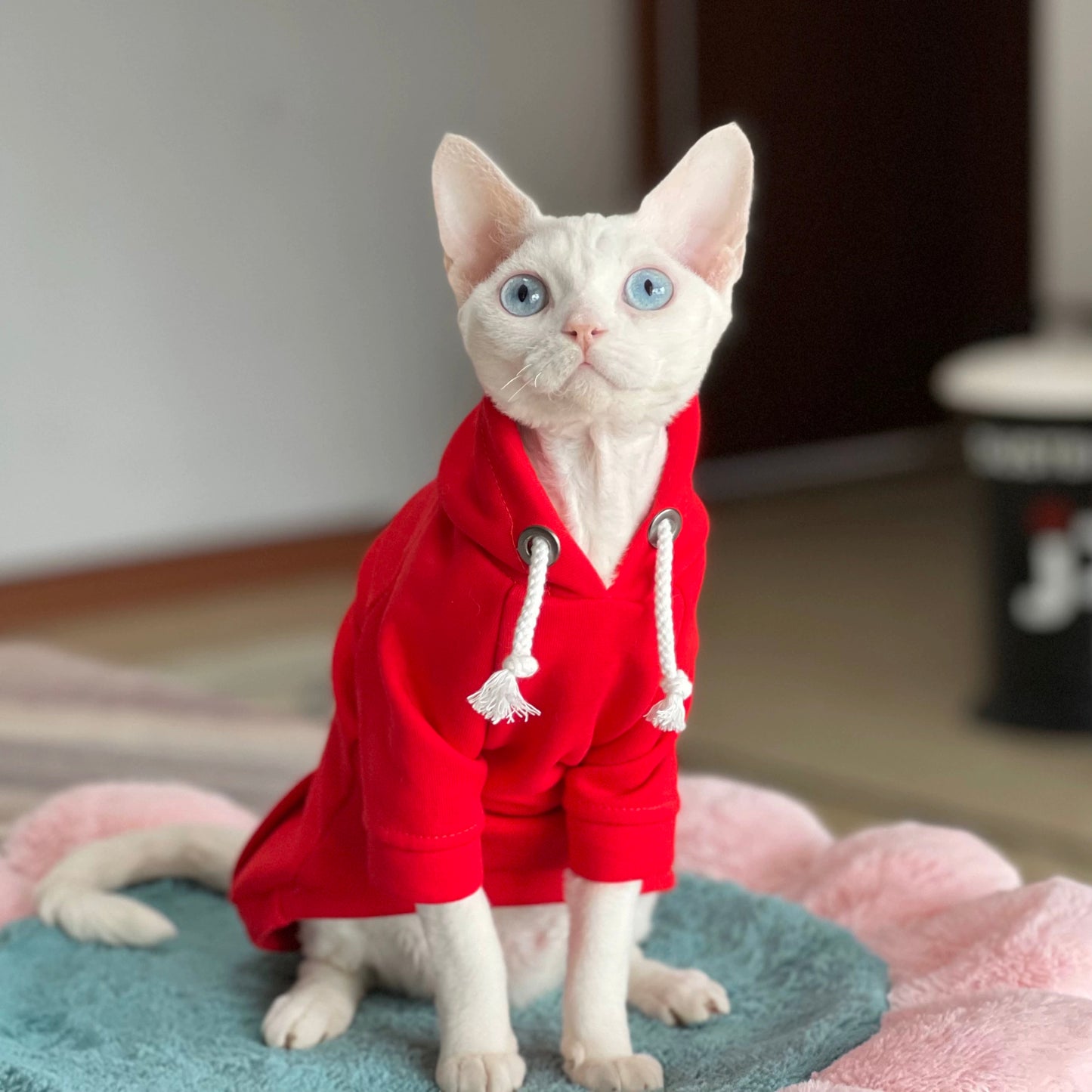 New Year Sphynx Hairless Cats Hoodie, Winter Warm Jumper for Bambino Devon Rex Sphynx Cat