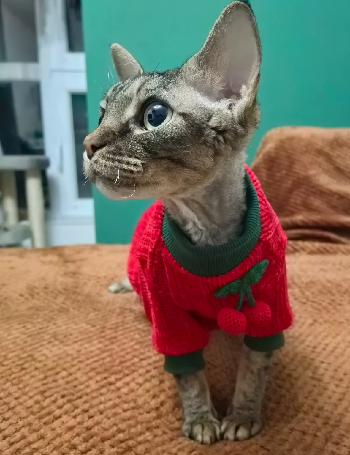 New Year Sphynx Hairless Cats Sweater, Winter Warm Jumper for Bambino Devon Rex Sphynx Cat