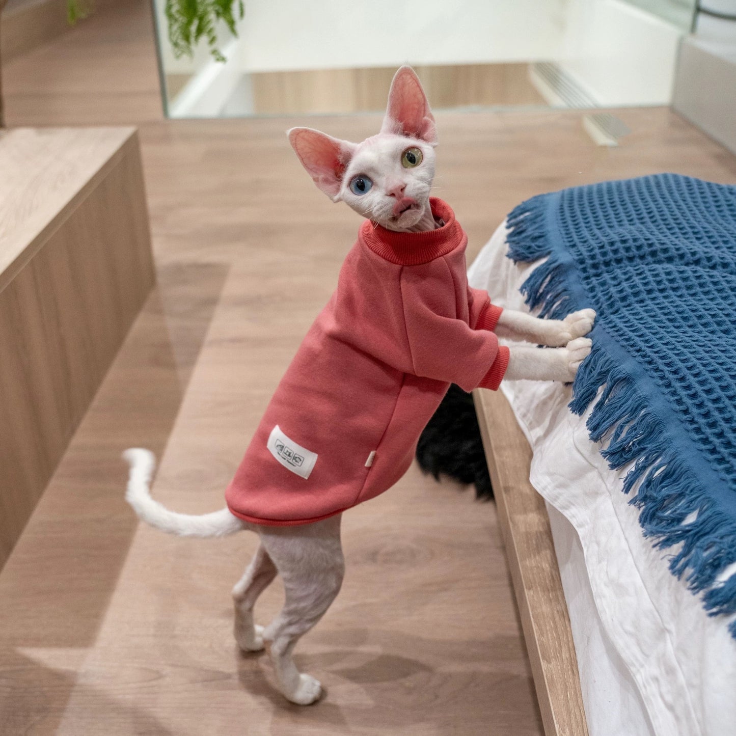 Sphynx Hairless Cats Sweatshirt, Winter Warm Jumper for Bambino Devon Rex Sphynx Cat