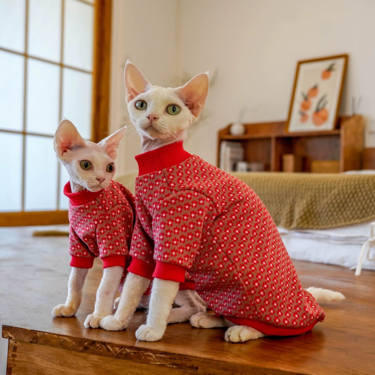 New Year Sphynx Hairless Cats Sweatshirt, Winter Warm Jumper for Bambino Devon Rex Sphynx Cat