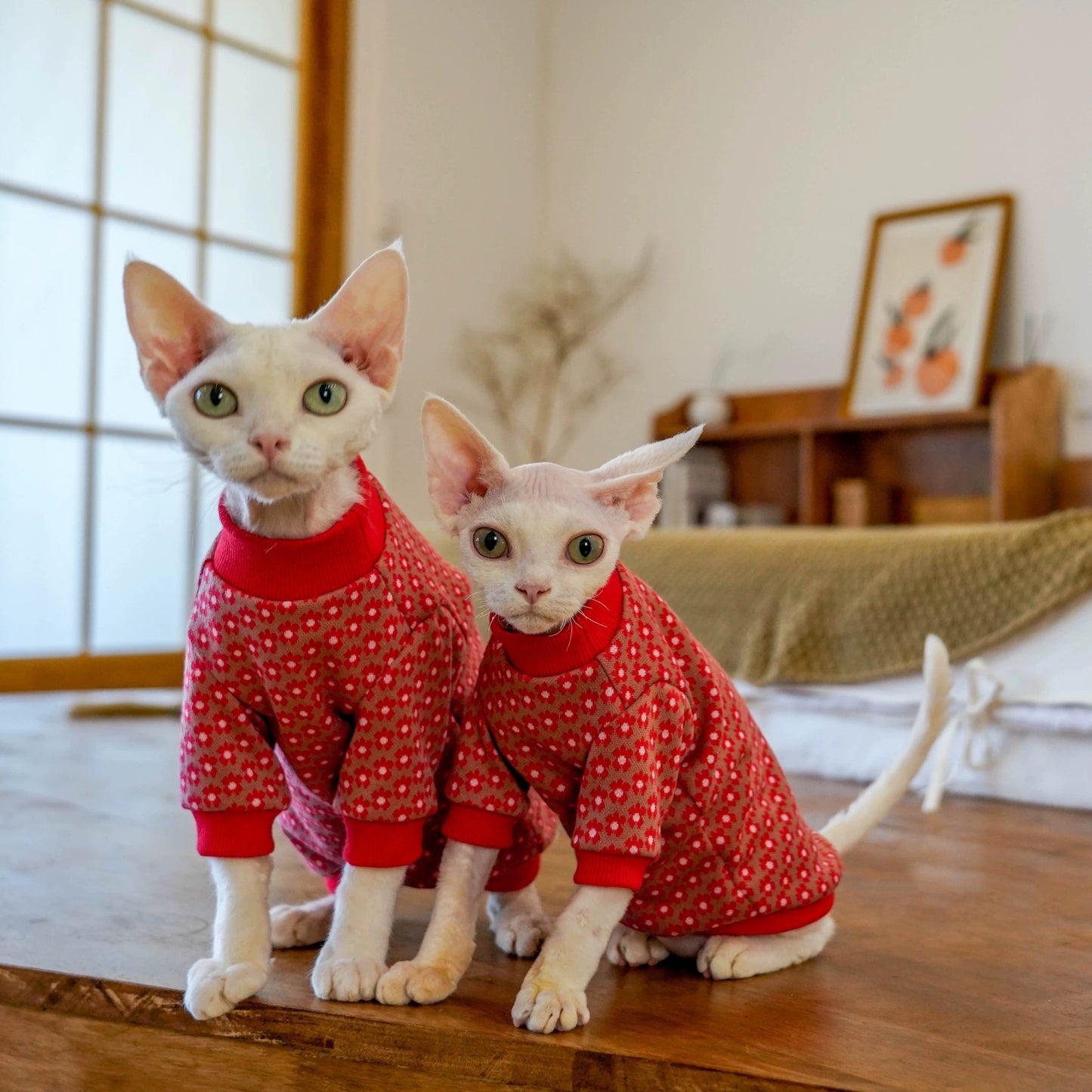 New Year Sphynx Hairless Cats Sweatshirt, Winter Warm Jumper for Bambino Devon Rex Sphynx Cat