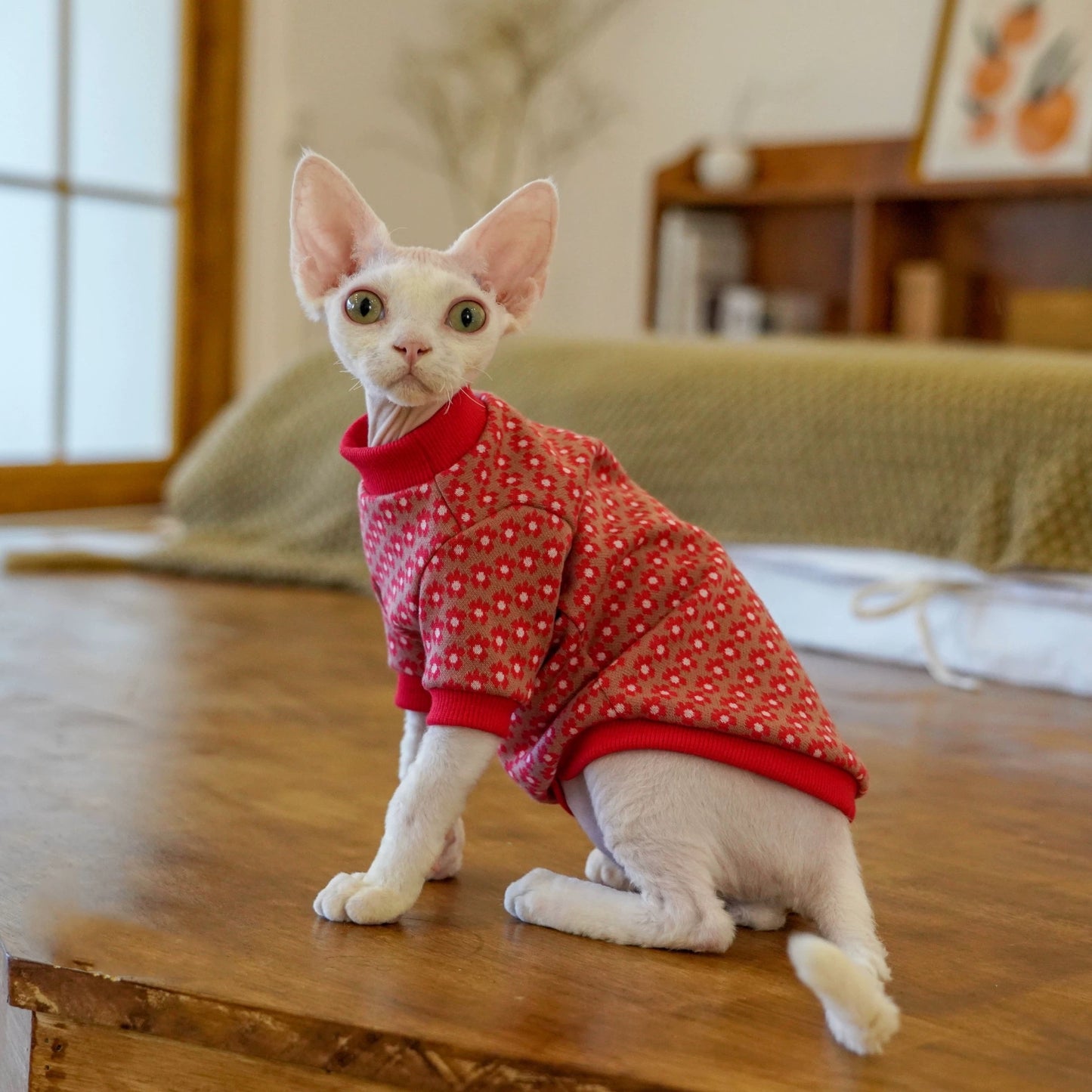 New Year Sphynx Hairless Cats Sweatshirt, Winter Warm Jumper for Bambino Devon Rex Sphynx Cat