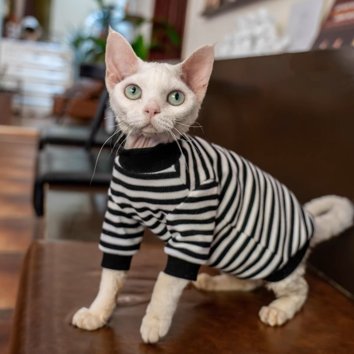 Sphynx Hairless Cats Striped Sweatshirt, Winter Warm Jumper for Bambino Devon Rex Sphynx Cat