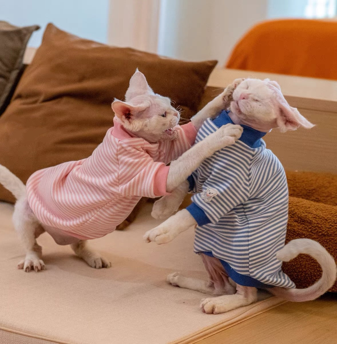 Sphynx Hairless Cats Striped Sweatshirt, Winter Warm Jumper for Bambino Devon Rex Sphynx Cat