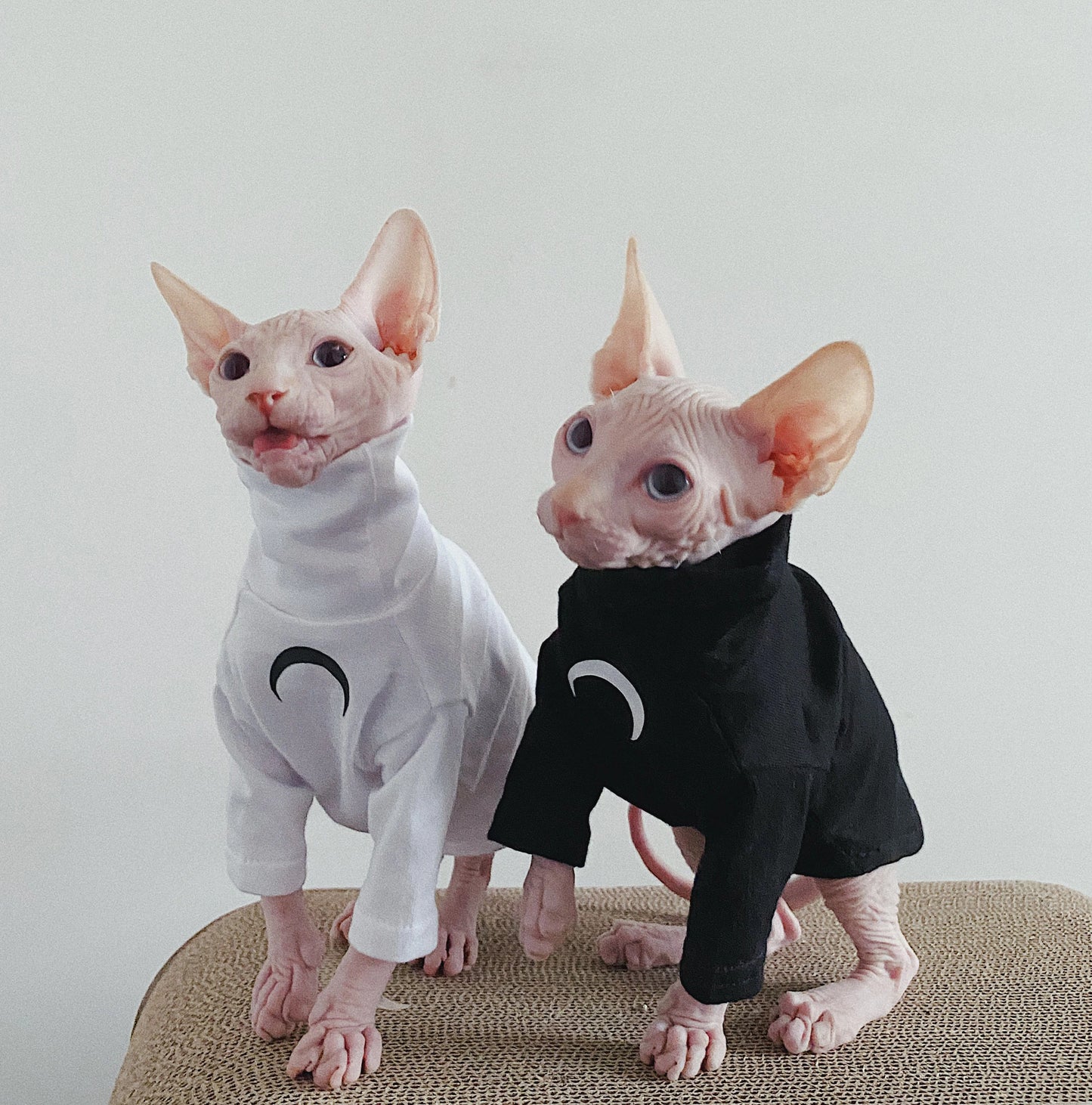 Sphynx Hairless Cats Clothes, Super Soft Kitten Pullover Sweatshirt, Bambino Devon Rex Sphynx Cat Clothing