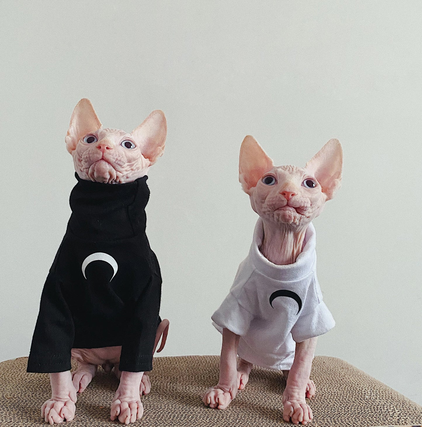 Sphynx Hairless Cats Clothes, Super Soft Kitten Pullover Sweatshirt, Bambino Devon Rex Sphynx Cat Clothing