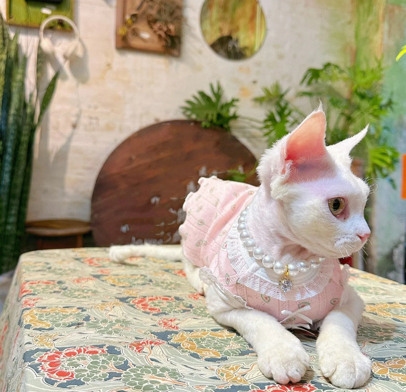 Pink Sphynx Hairless Cats Clothes and Necklace, Summer Kitten Sleeveless Sphynx dress, Bambino Devon Rex Sphynx Cat Clothing