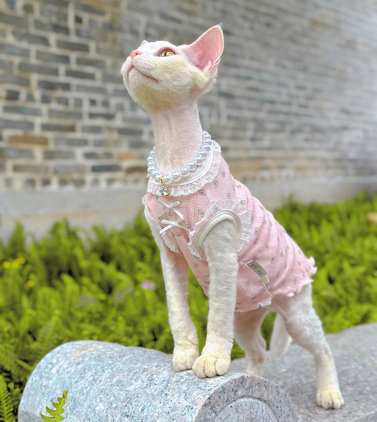 Pink Sphynx Hairless Cats Clothes and Necklace, Summer Kitten Sleeveless Sphynx dress, Bambino Devon Rex Sphynx Cat Clothing