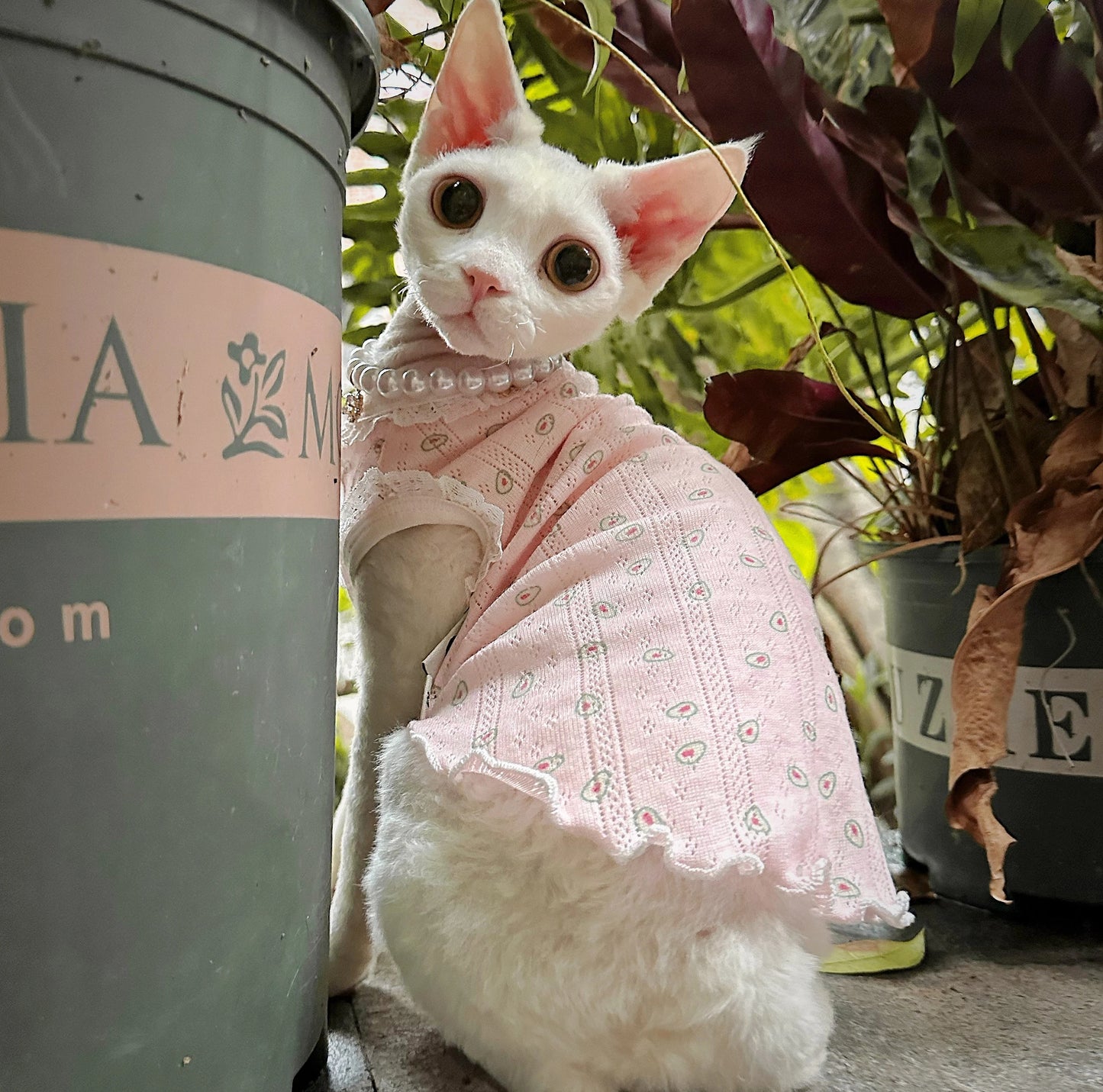 Pink Sphynx Hairless Cats Clothes and Necklace, Summer Kitten Sleeveless Sphynx dress, Bambino Devon Rex Sphynx Cat Clothing