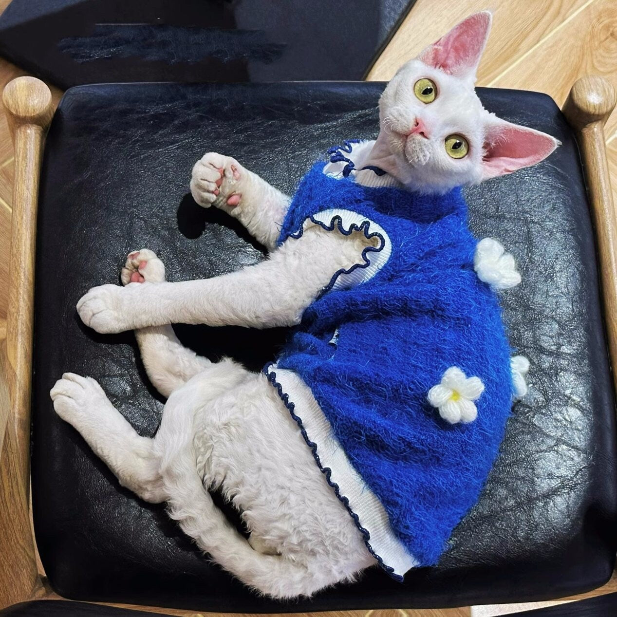 Blue Sphynx Hairless Cats Clothes, Winter Warm Kitten Sphynx Flower Sweater, Bambino Devon Rex Sphynx Cat Clothing