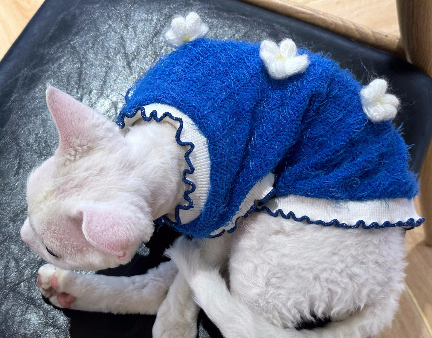 Blue Sphynx Hairless Cats Clothes, Winter Warm Kitten Sphynx Flower Sweater, Bambino Devon Rex Sphynx Cat Clothing