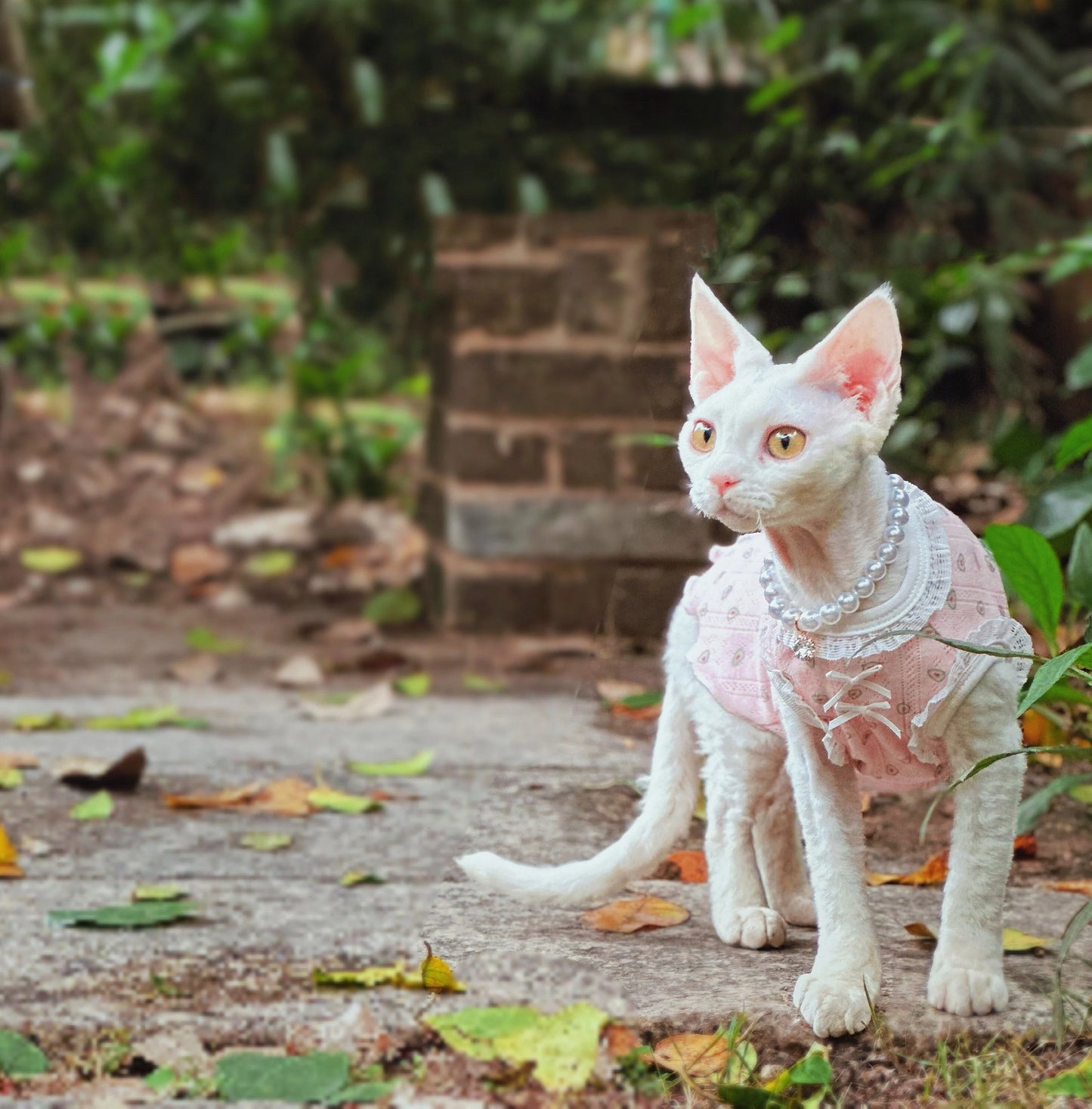 Pink Sphynx Hairless Cats Clothes and Necklace, Summer Kitten Sleeveless Sphynx dress, Bambino Devon Rex Sphynx Cat Clothing