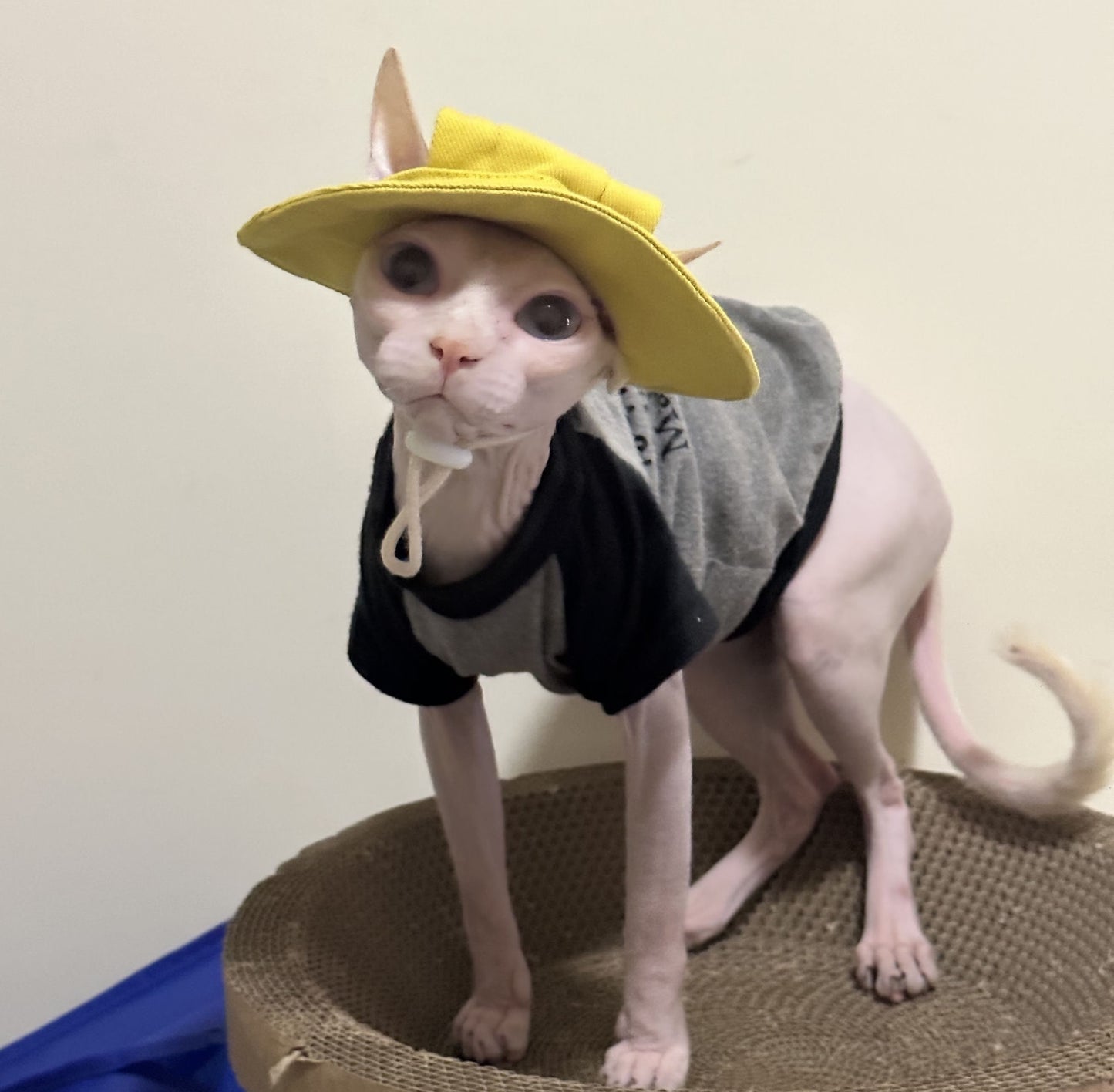 Sphynx Hairless Cats Bucket Hat with Ear Holes, Summer Sunbonnet Cap, Bambino Devon Rex Sphynx Cat Sun Caps