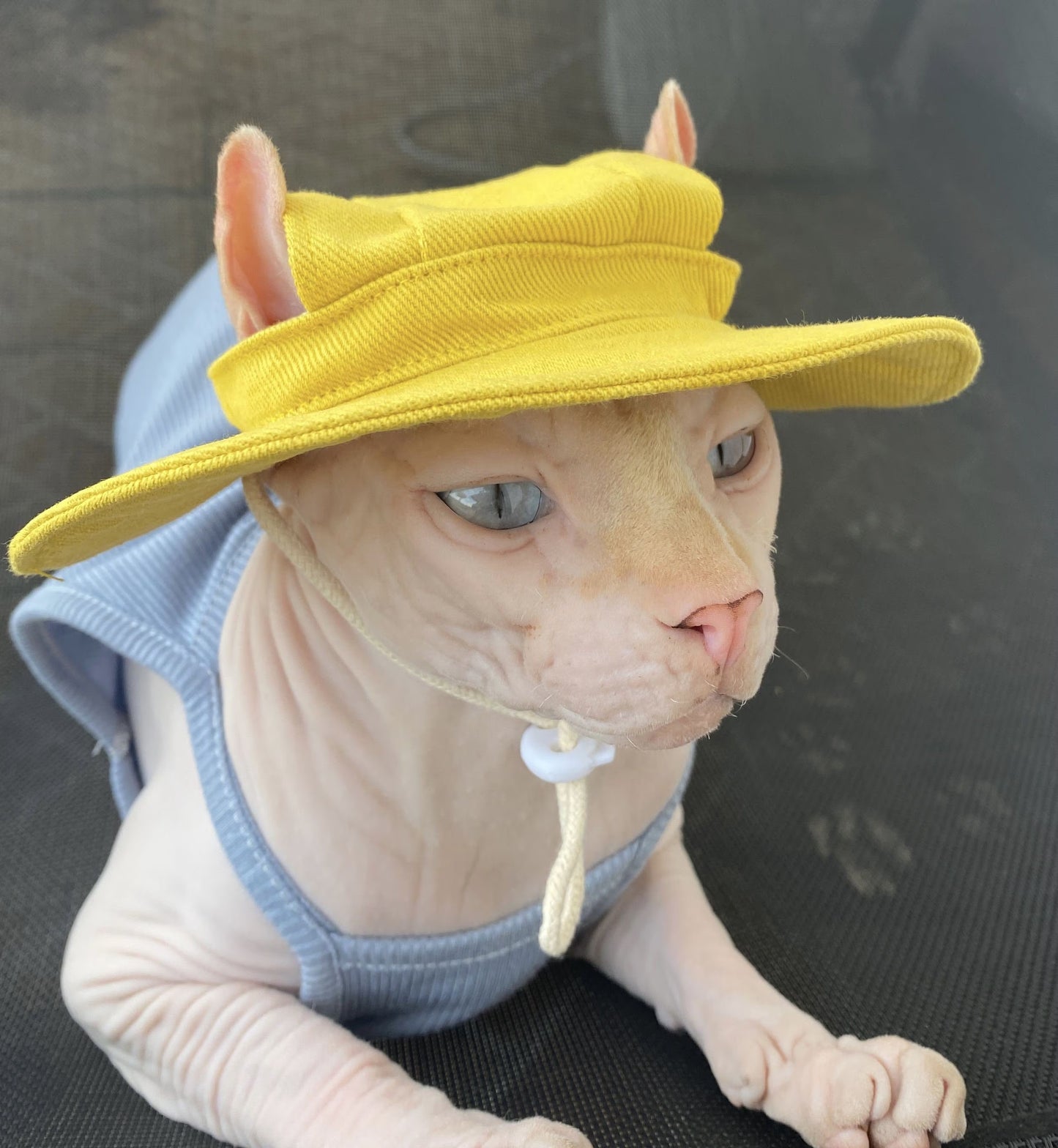 Sphynx Hairless Cats Bucket Hat with Ear Holes, Summer Sunbonnet Cap, Bambino Devon Rex Sphynx Cat Sun Caps